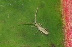 Salina celebensis