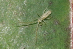 Salina celebensis