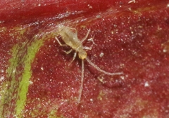 Salina celebensis