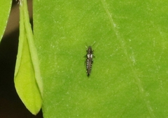 Heliothrips haemorrhoidalis