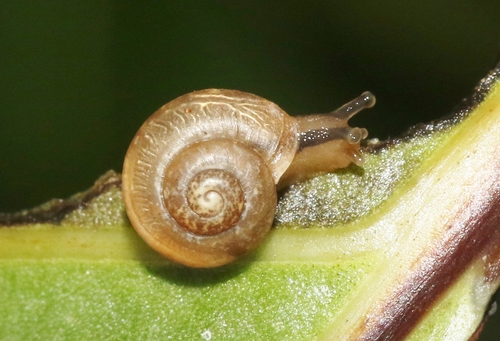 Bradybaena similaris observed 2022-01-22