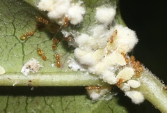 Plagiolepis alluaudi