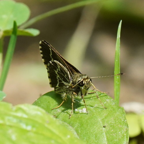 Lace-winged Roadside-Skipper photo 5