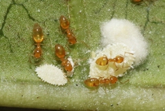 Plagiolepis alluaudi