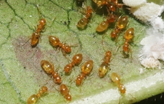 Plagiolepis alluaudi