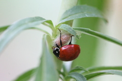 Dinocampus coccinellae paralysis virus