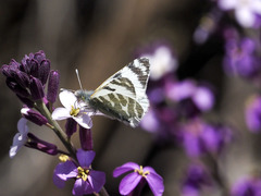 Euchloe eversi