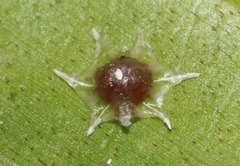 Ceroplastes stellifer