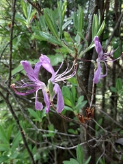 Rhododendron canadense