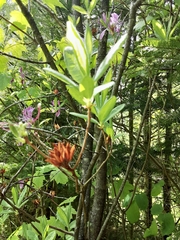 Rhododendron canadense