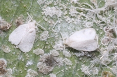 Aleurothrixus floccosus