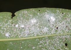 Aleurothrixus floccosus