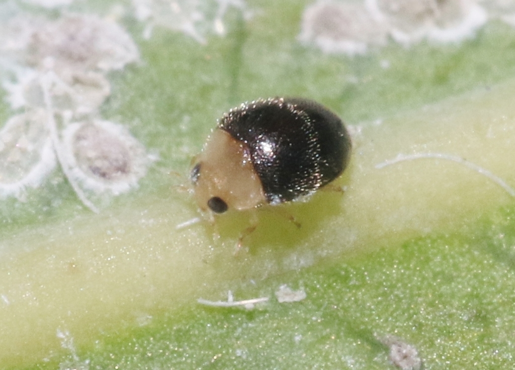 Nephaspis indus