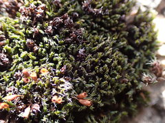 Grimmia ovalis