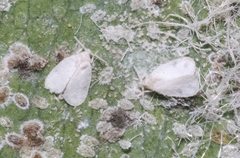 Aleurothrixus floccosus