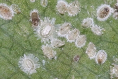 Aleurothrixus floccosus