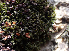 Grimmia ovalis