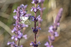 Euchloe eversi