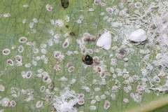 Aleurothrixus floccosus