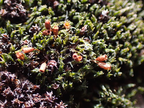 Image of Grimmia ovalis by no rights reserved