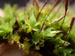 Encalypta rhaptocarpa