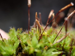 Encalypta rhaptocarpa