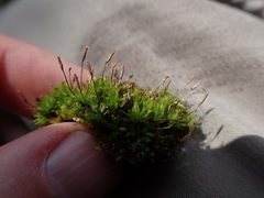 Encalypta rhaptocarpa