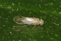 Trichopsocus