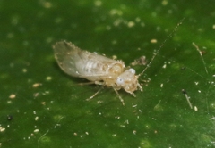 Trichopsocus