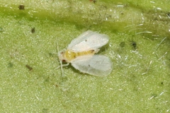 Metaleurodicus cardini