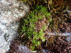 Encalypta rhaptocarpa