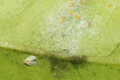 Metaleurodicus cardini