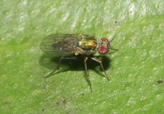 Achradocera