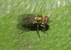 Achradocera
