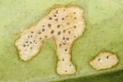 Phyllosticta citricarpa