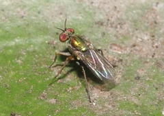 Achradocera