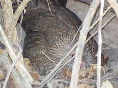 Ptilopachus petrosus