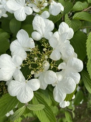 Viburnum plicatum