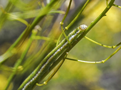 Euchloe eversi