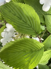 Viburnum plicatum