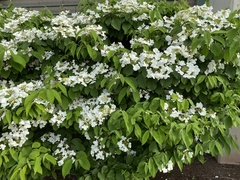 Viburnum plicatum