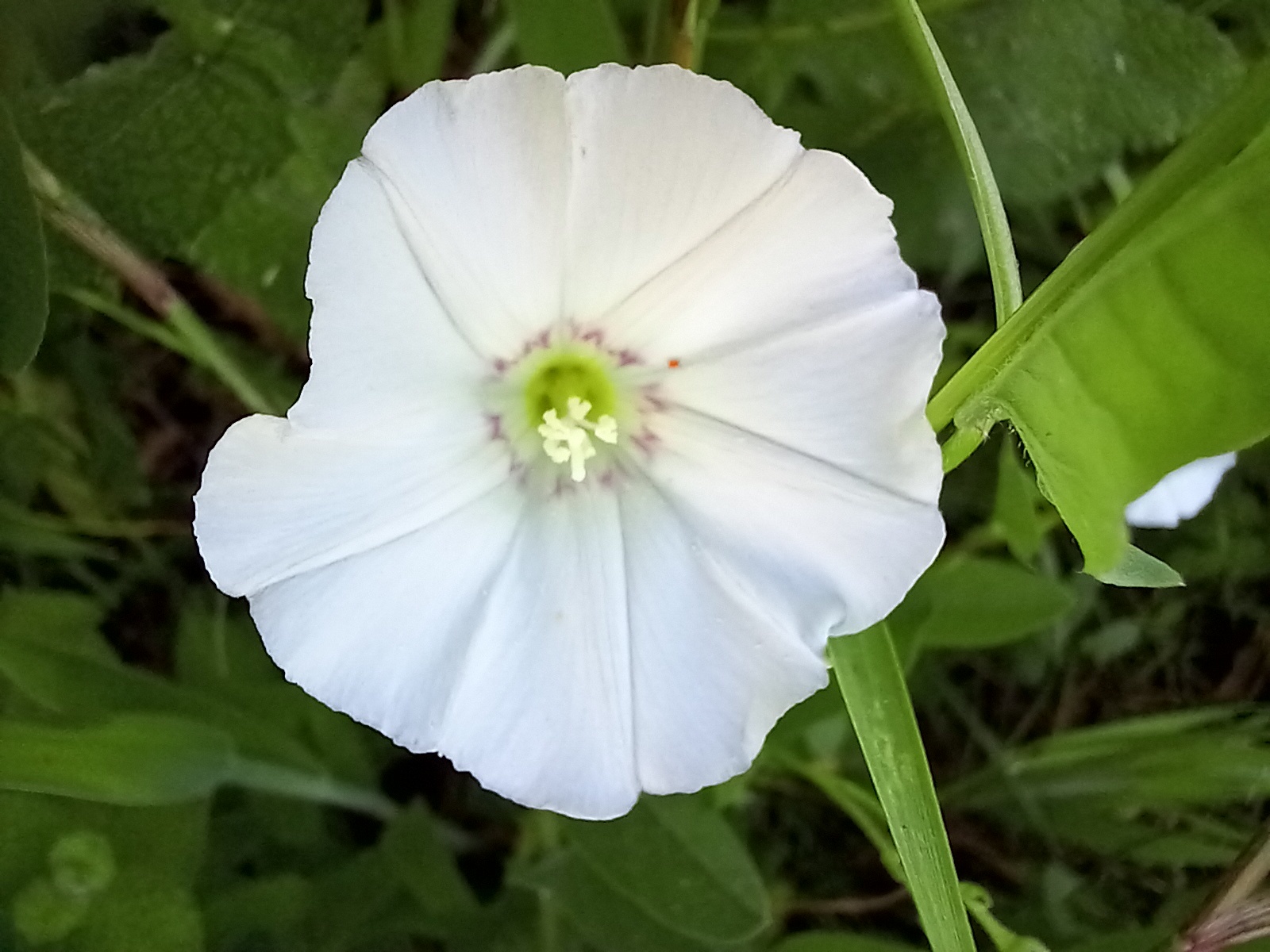 convolvulus arvensis