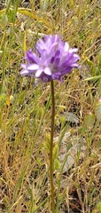 Dichelostemma congestum