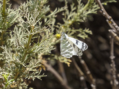 Euchloe eversi