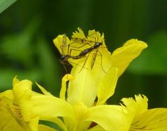 Ptychoptera contaminata