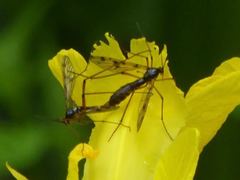 Ptychoptera contaminata