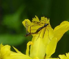 Ptychoptera contaminata