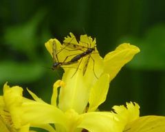 Ptychoptera contaminata