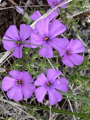 Phlox caespitosa