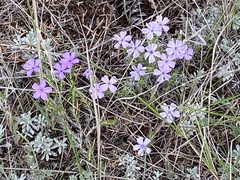 Phlox caespitosa